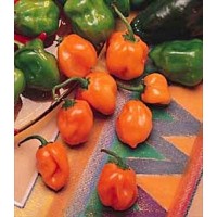 Pepper HOT Orange Habanero Great Heirloom Vegetable 100 Seeds   